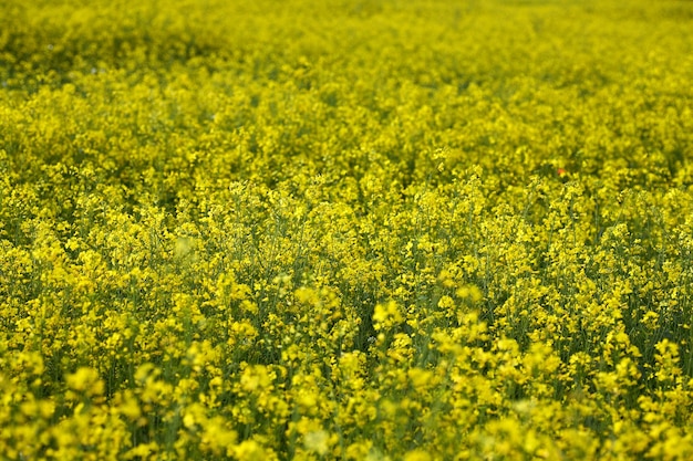 Koolzaad veld gouden veld van bloeiende koolzaad