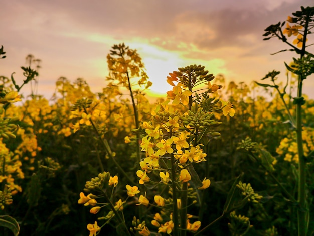 Koolzaad velden gele bloemen bij zonsondergang licht