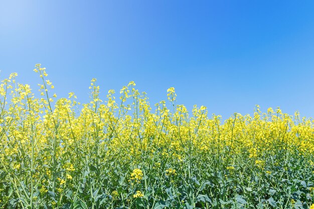 Koolzaadbloemen in koolzaadgebied. Bloeiende koolzaadbloemen.