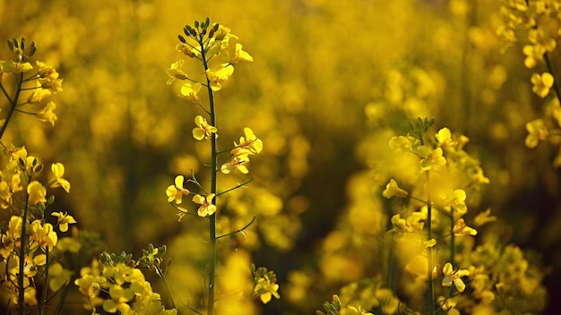 Koolzaadveld bij zonsondergang mooie gele natuurachtergrond voor lente en lente concept voor landbouw en industrie brassica napus