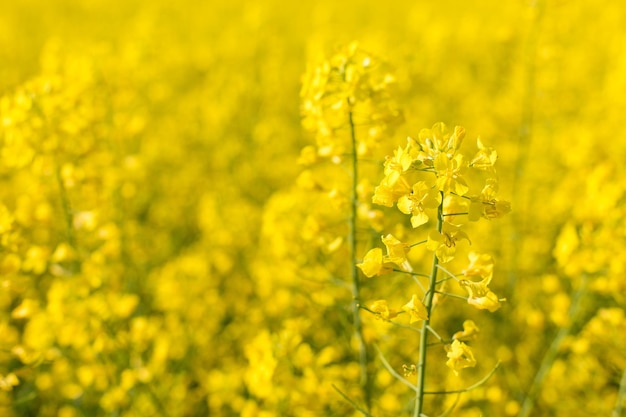 Koolzaadveld biobrandstoffen zomer