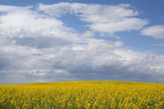 Koolzaadveld bloeit met felgele bloemen met blauwe hemelachtergrond