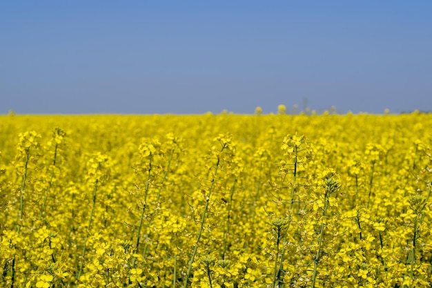 Koolzaadveld Gele verkrachtingsbloemen veldlandschap Blauwe lucht en verkrachting op het veld