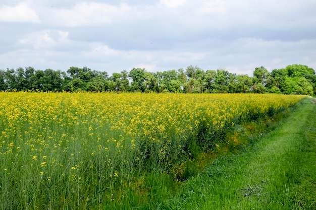 Koolzaadveld Gele verkrachtingsbloemen veldlandschap Blauwe lucht en verkrachting op het veld