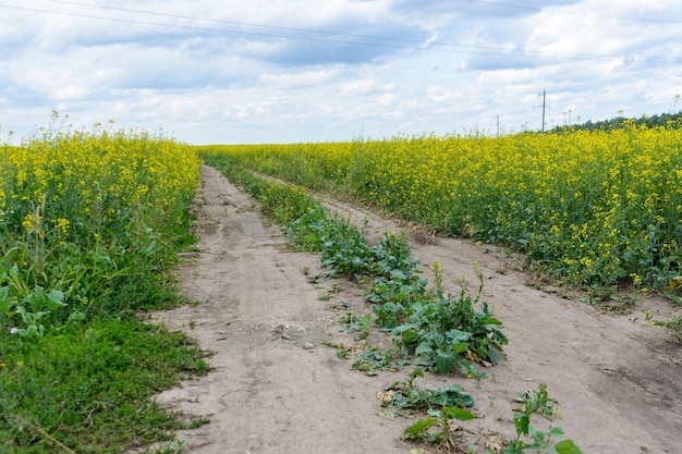 Koolzaadveld in de regenachtige dag, Blooming canola bloemen panorama. Verkrachting op het veld in de zomer bij bewolkt. Heldergele koolzaadolie