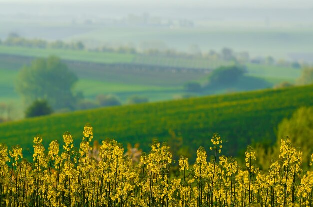 Koolzaadveld met gele bloemen natuurlijke landbouw eco zonnige lente achtergrond