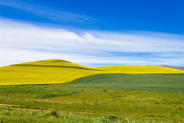 Koolzaadvelden langs de weg van karoo naar franschhoek, zuid-afrika. gele velden achtergrond