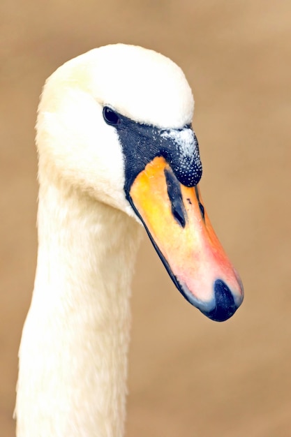 Kop van een witte zwaan