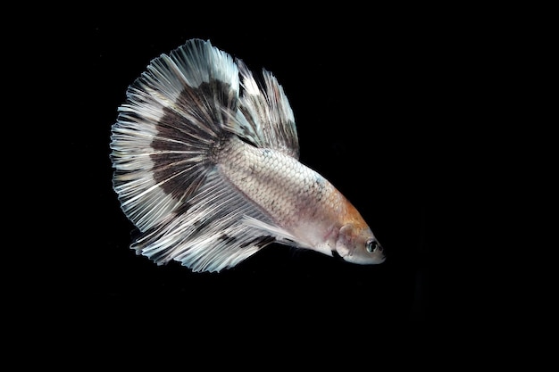 Koper Metallic halfmoon betta vechten vis op zwarte blackground