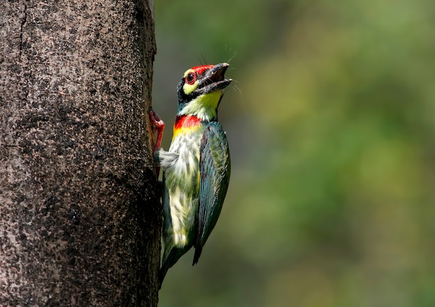 Koperslager Barbet Megalaima haemacephala Prachtige vogels van Thailand