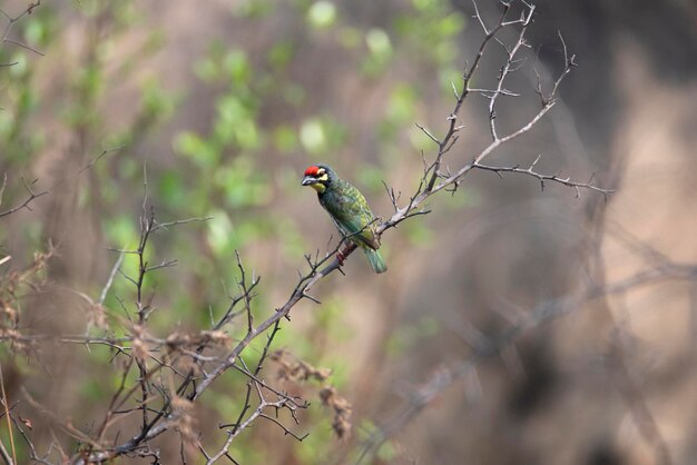 Kopersmid barbet vogel zat op een takje