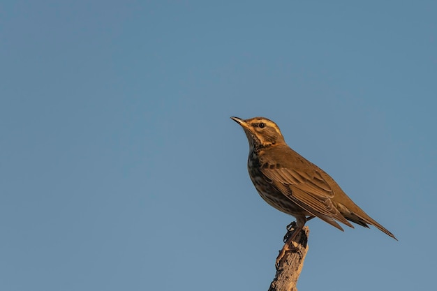 Koperwiek (Turdus iliacus) Malaga, Spanje