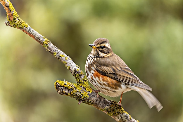 Koperwieklijster of turdus iliacus zat op een takje