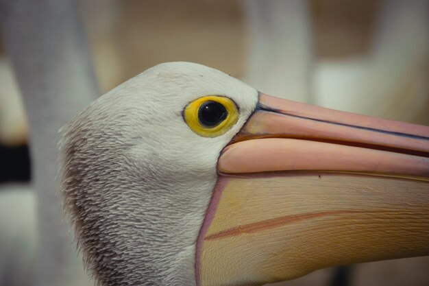 Foto testa di un pellicano