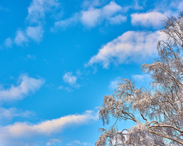 Foto kopieer de ruimte met bewolkte blauwe lucht van onderen en bevroren met ijs bedekte takken van een boom tijdens sneeuwweer schilderachtig panoramisch uitzicht op een hemellandschap en een cloudscape-achtergrond tijdens een koud winterseizoen