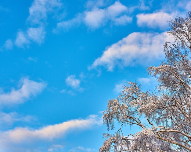 Kopieer de ruimte met bewolkte blauwe lucht van onderen en bevroren met ijs bedekte takken van een boom tijdens sneeuwweer schilderachtig panoramisch uitzicht op een hemellandschap en een cloudscape-achtergrond tijdens een koud winterseizoen