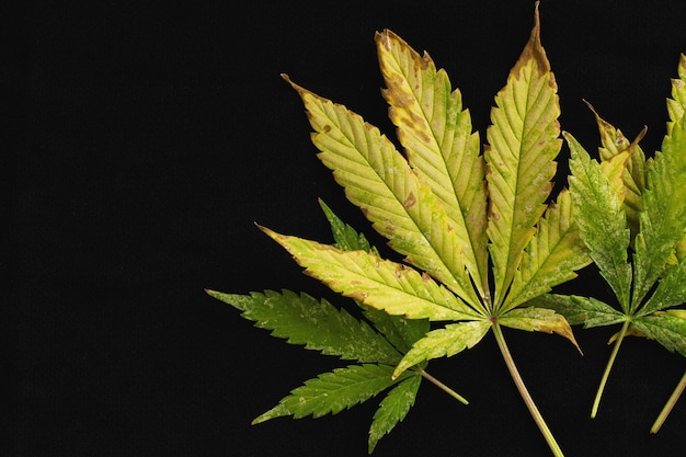 Kopieer de ruimteachtergrond van onvolledige marihuanabladeren en ziek met kenmerkende rand van het blad die brandt of roest