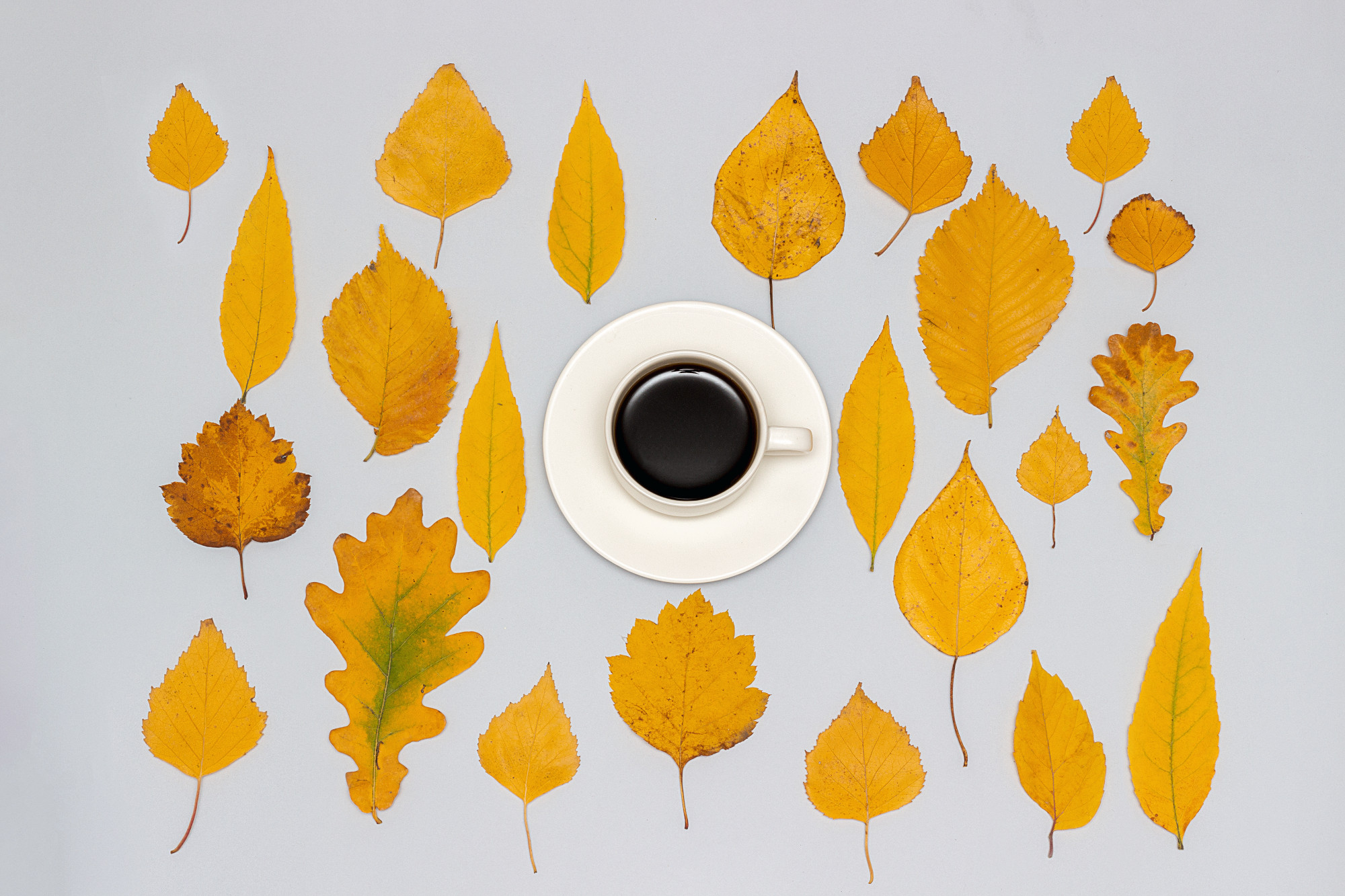 Kopje koffie en collectie, set herfst gele bladeren op grijs, herfst behang