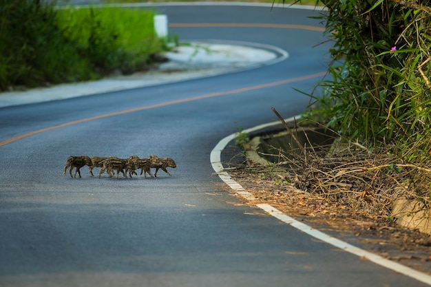 koppel van weinig everzwijn kruising weg in khao yai nationaal park thailand