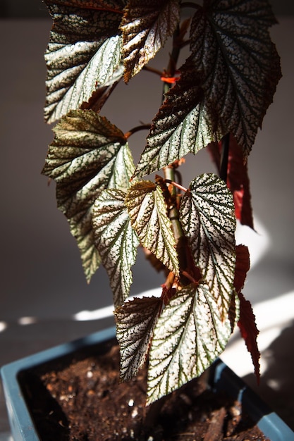 Koraal begonia Corallina silverspotted argenteaguttata close-up in fel zonlicht met schaduwen Ingemaakte kamerplanten home decor zorg en teelt