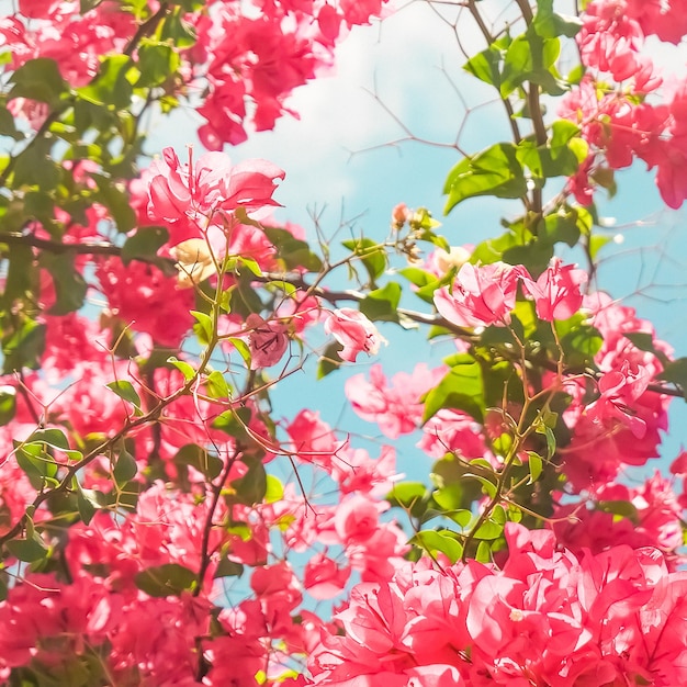 Koraal bloeiende bloemen en blauwe hemel vrouwelijke stijl achtergrond