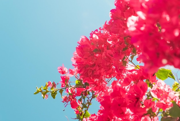 Koraal bloeiende bloemen en blauwe hemel vrouwelijke stijl achtergrond