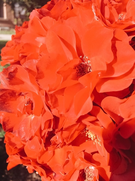 Koraal bloeiende tuin roze bloem bij zonsondergang bloemen schoonheid achtergrond