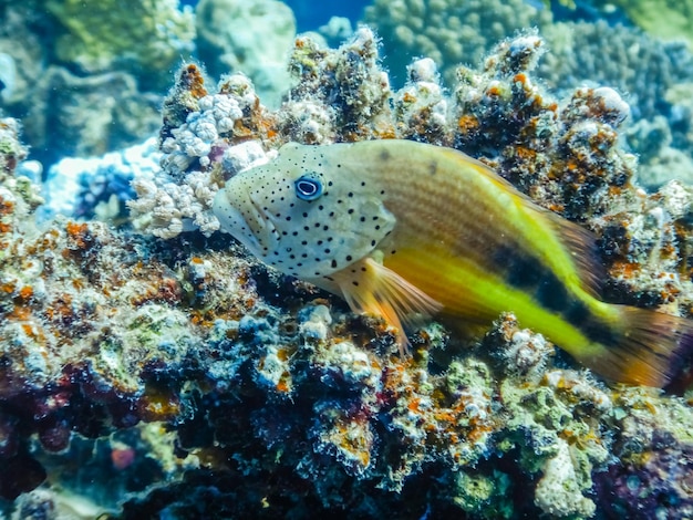 Koraal hawkfish liggend op kleurrijke koralen in egypte