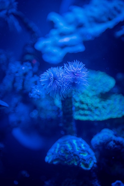 koraal in een aquarium