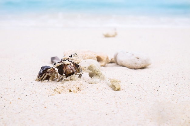 Koraal op een strandachtergrond.