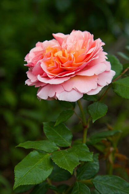 Koraal romige roze bloem op groene achtergrond Zachte stijl Huis tuinieren Natuur Rozen tuin park