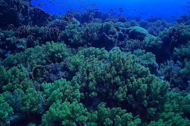 Koraalrif achtergrond, onderwater zeeleven ecosysteem oceaan zee