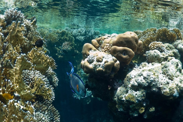 koraalrif en tropische vissen, onderwaterlandschap. dieren in het wild in de Rode Zee.