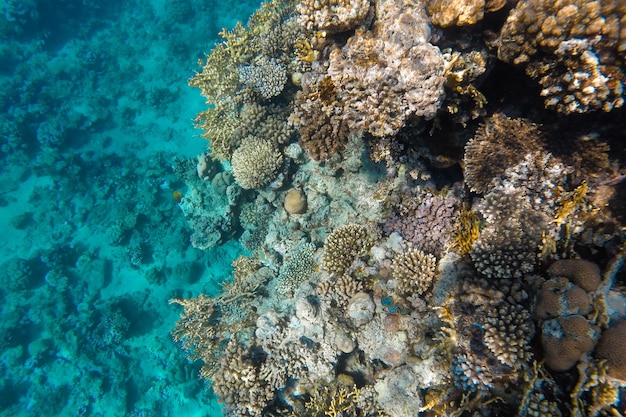 Koraalrif helder gekleurd zichtbaar door azuurblauw water