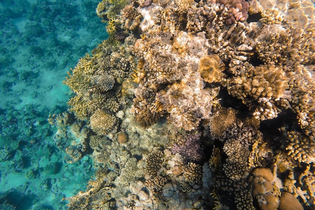 Koraalrif helder gekleurd zichtbaar door azuurblauw water