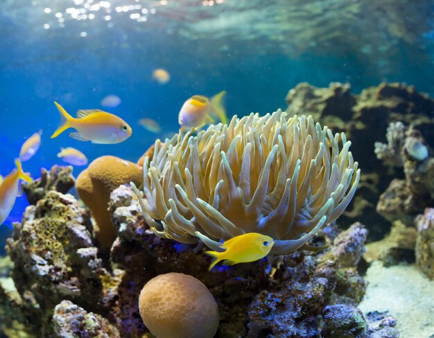 Foto koraalrif met vissen