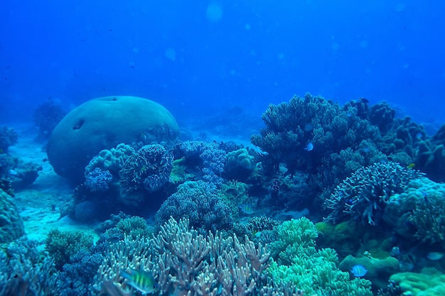 Koraalrif onderwater / lagune met koralen, onderwaterlandschap, snorkeltrip