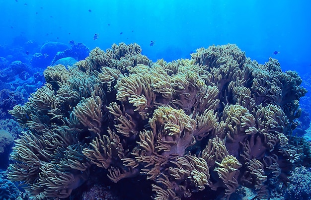 koraalrif onderwater / lagune met koralen, onderwaterlandschap, snorkeltrip