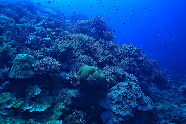 koraalrif onderwater / zeekoraallagune, oceaanecosysteem