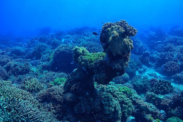 koraalrif onderwater / zeekoraallagune, oceaanecosysteem