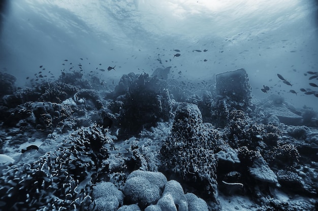 koraalrif onderwater / zeekoraallagune, oceaanecosysteem