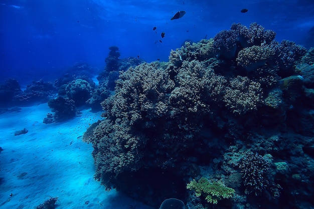 koraalrif onderwater / zeekoraallagune, oceaanecosysteem