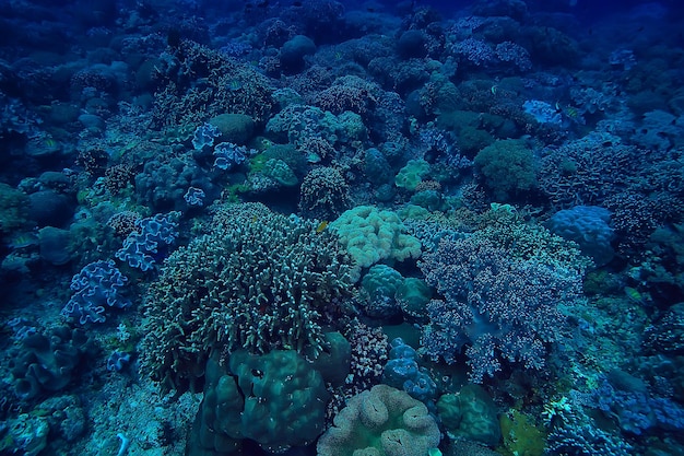 koraalrif onderwater / zeekoraallagune, oceaanecosysteem