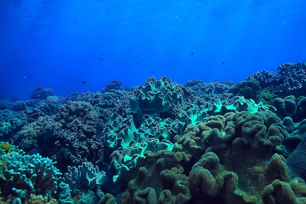 koraalrif onderwater / zeekoraallagune, oceaanecosysteem