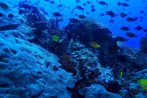 koraalrif onderwater / zeekoraallagune, oceaanecosysteem