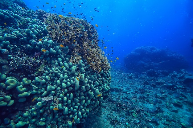 koraalrif onderwater / zeekoraallagune, oceaanecosysteem