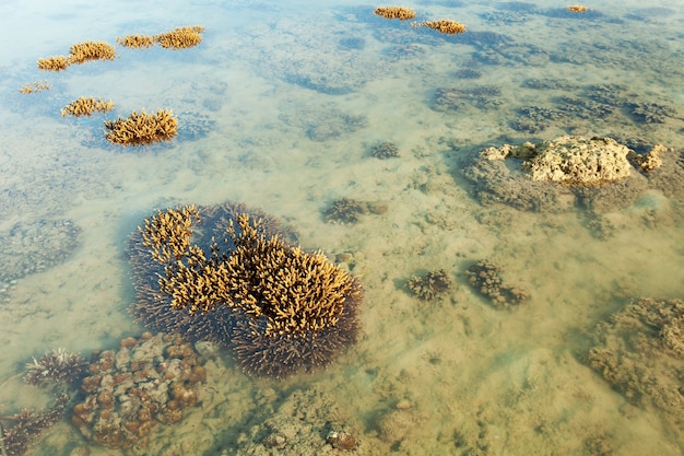 Koraalrif tijdens eb water in de zee