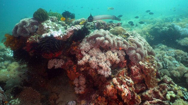 Koraalriffen en tropische vissen Filippijnen mindoro