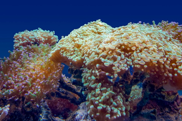 koraalriflandschap