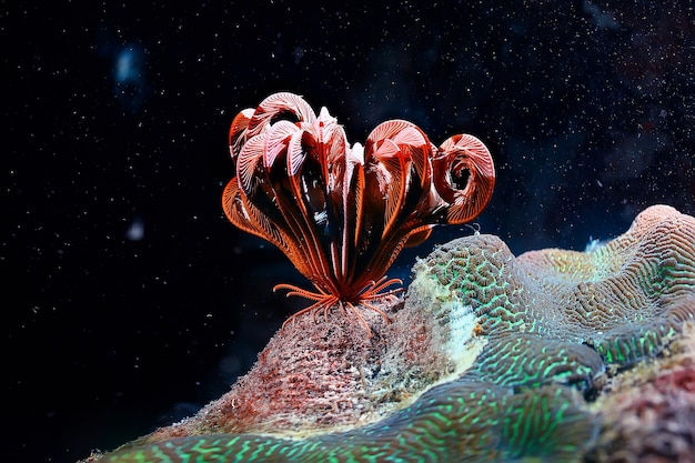 koraalrifmacro/textuur, abstracte mariene ecosysteemachtergrond op een koraalrif